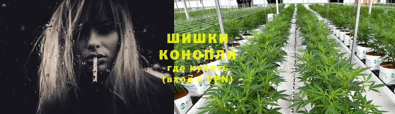 купить наркоту  Вичуга  Конопля SATIVA & INDICA 